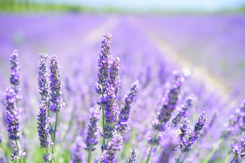 Lavender essential oil